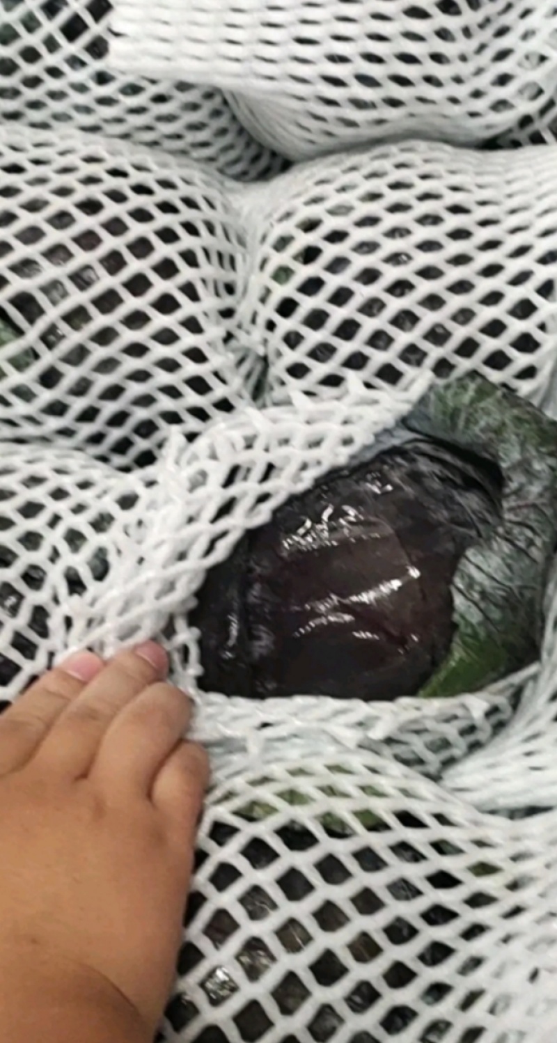 紫甘蓝，价格美丽，产地直销，产地实力代办十余年，欢迎咨询