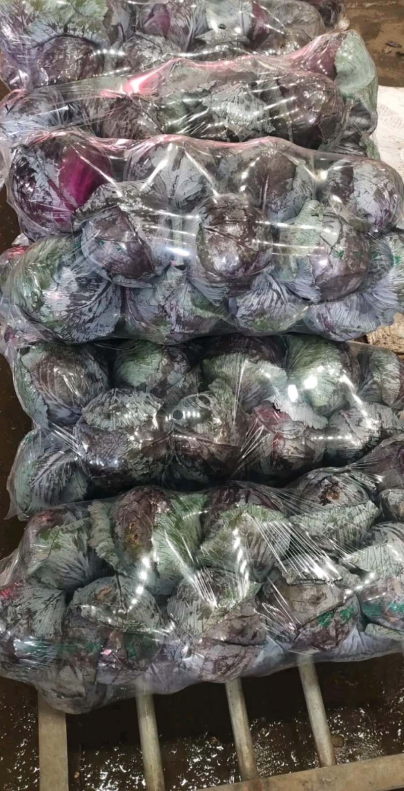 紫甘蓝大量上市，产地直销，一条龙服务个头均衡，价格优惠