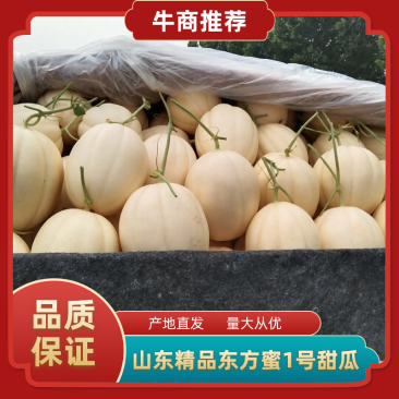 精品东方蜜一号甜瓜产地直供大量上市,专业代办欢迎选购