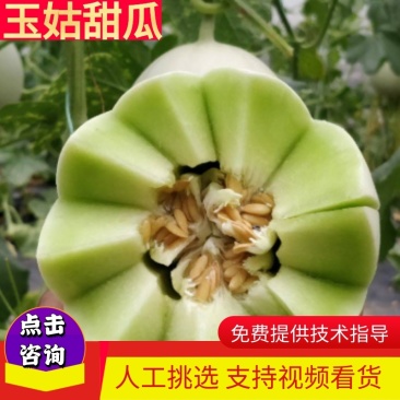 【荣誉老店】玉姑甜大量上市，产地直发，货源充足，量大从优