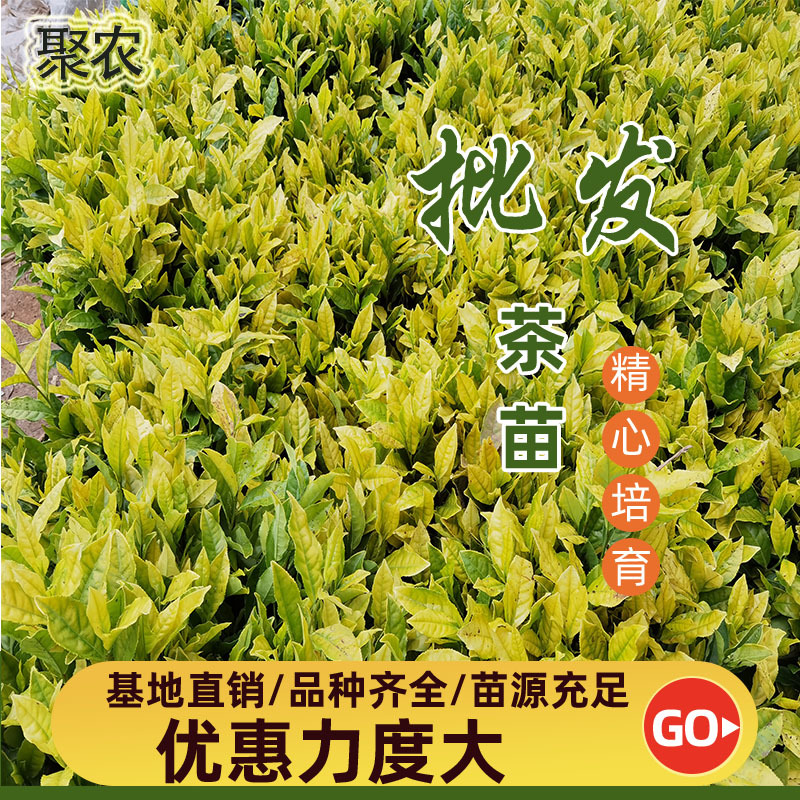 郁金香茶苗郁金香茶叶苗郁金香茶树苗扦插穗条茶苗