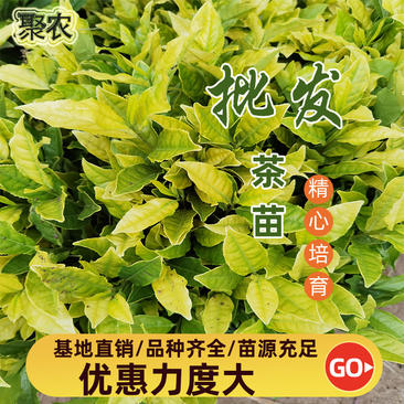 御金香茶苗御金香茶叶苗御金香茶树苗扦插穗条枝条茶苗