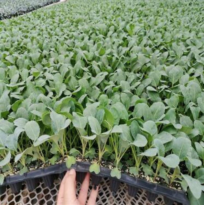 菜花苗65天/75天有机菜花苗耐热小米粒菜花苗
