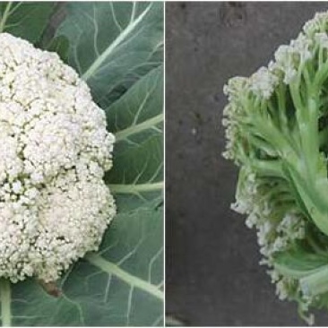 菜花苗65天/75天有机菜花苗耐热小米粒菜花苗