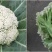 菜花苗65天/75天有机菜花苗耐热小米粒菜花苗