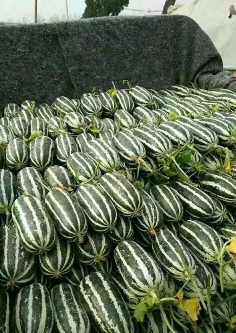 甜瓜，山东甜瓜博洋9，博洋61大量上市，欢迎来电咨询！