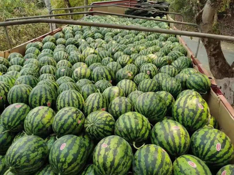 西瓜，山东甜王西瓜大量上市，产地直发，质美价优，欢迎来电