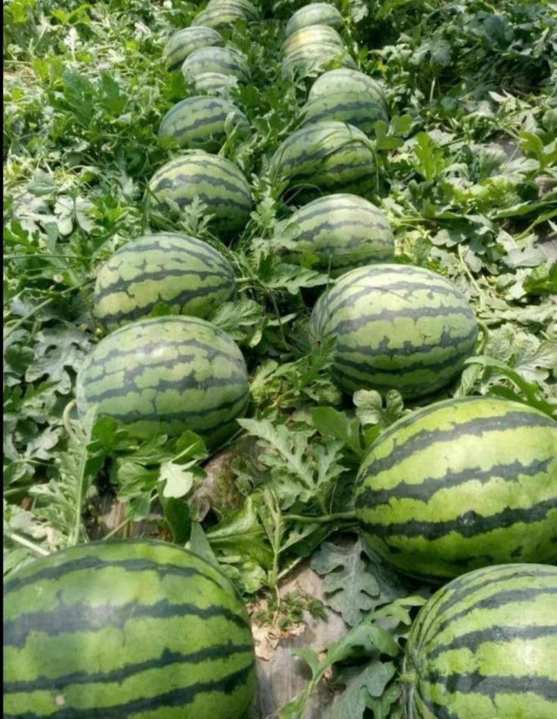 西瓜，山东甜王西瓜大量上市，产地直发，质美价优，欢迎来电