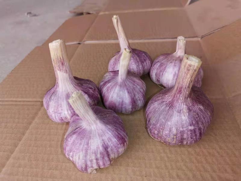 河南紫皮蒜，鲜蒜，干蒜，产地直供常年供货。