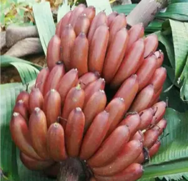 【基地直供批发】优质红香蕉苗技术指导欢迎考察订购