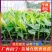 供应无毒脱毒香蕉苗，西贡蕉苗，红蕉苗，粉蕉苗，长期供应