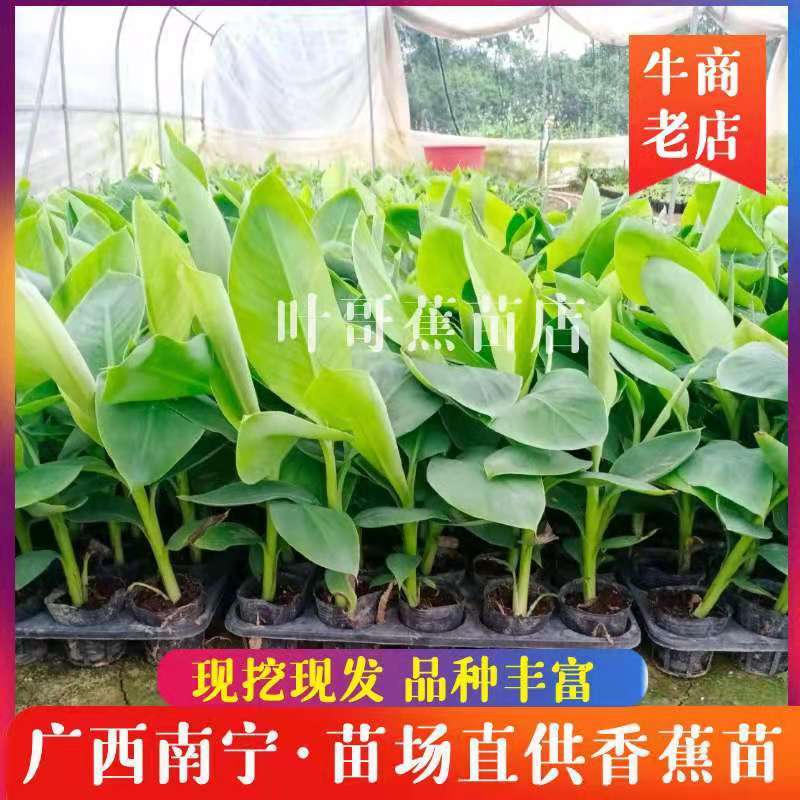 供应无毒脱毒香蕉苗，西贡蕉苗，红蕉苗，粉蕉苗，长期供应