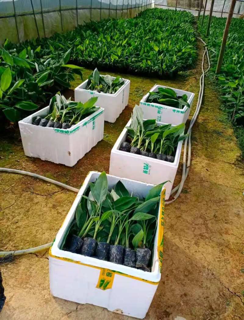 供应无毒脱毒香蕉苗，西贡蕉苗，红蕉苗，粉蕉苗，长期供应
