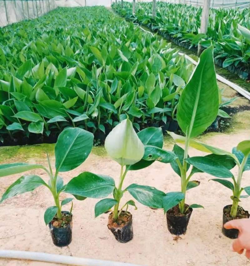 供应无毒脱毒香蕉苗，西贡蕉苗，红蕉苗，粉蕉苗，长期供应