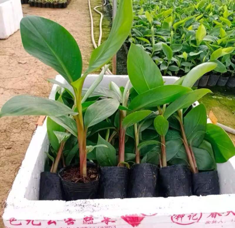 供应无毒脱毒香蕉苗，西贡蕉苗，红蕉苗，粉蕉苗，长期供应