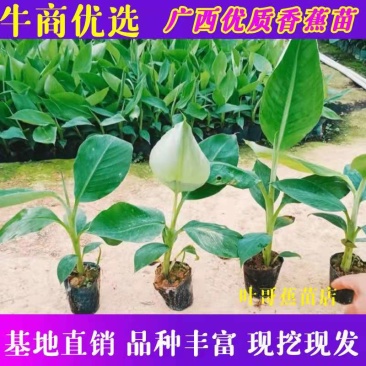 品种齐全，自产自销，香蕉苗，粉蕉苗，红蕉苗