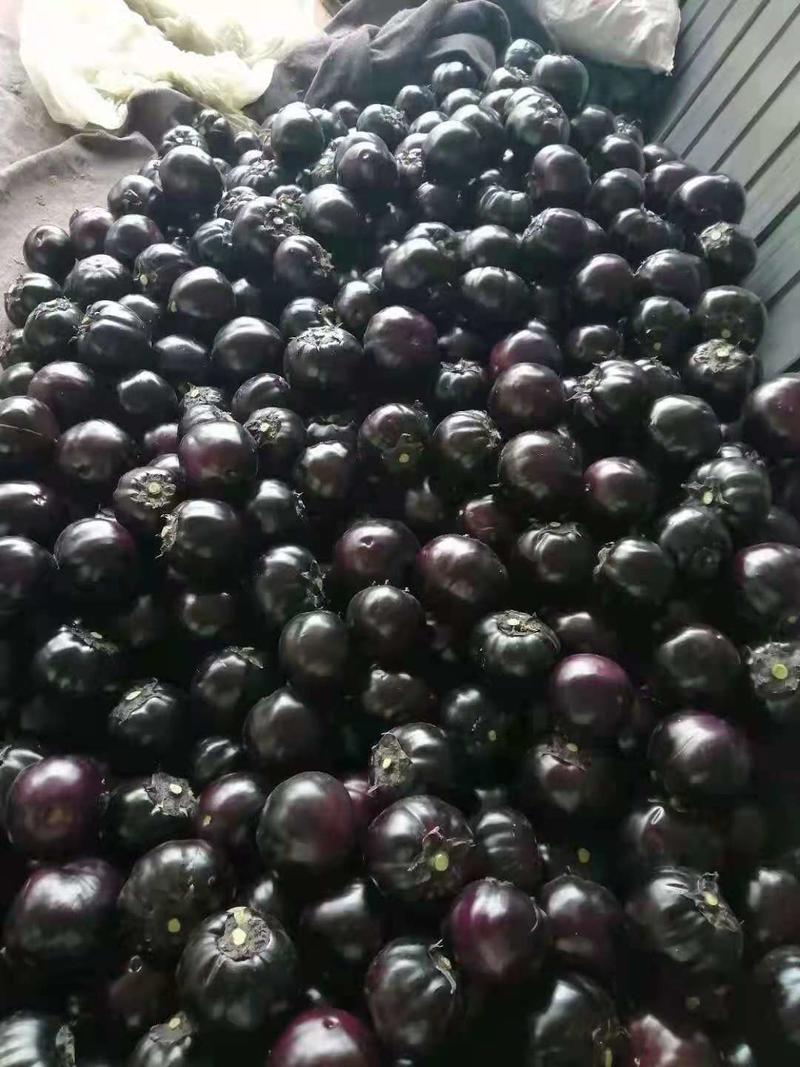 精品山东圆茄紫光茄，产地直供，质量保证，全国可发货