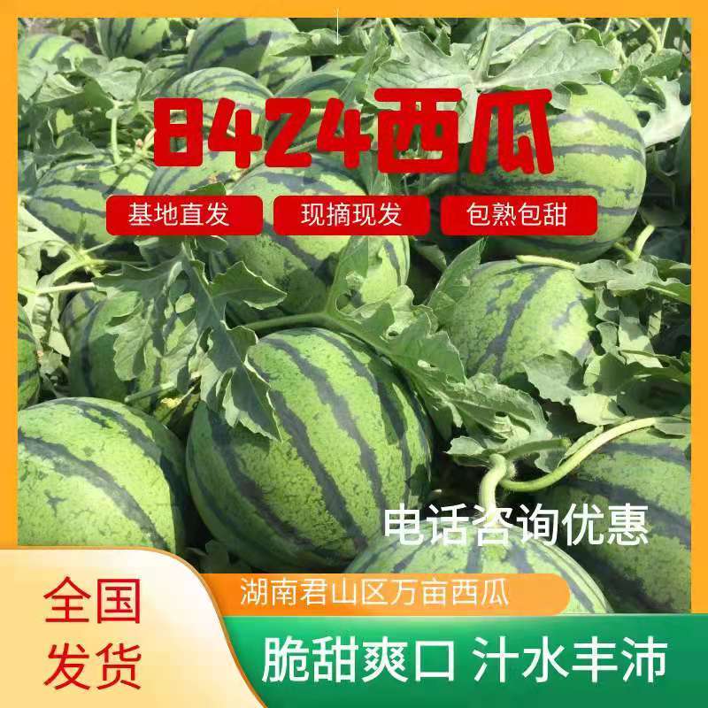 湖南8424麒麟西瓜^O^皮薄肉多脆甜爽口现摘现发全国中