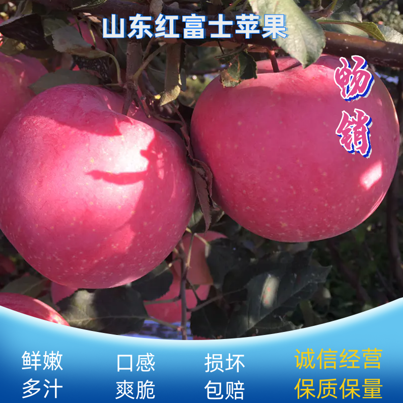 山东蒙阴红富士苹果脆甜多汁新鲜果园直采