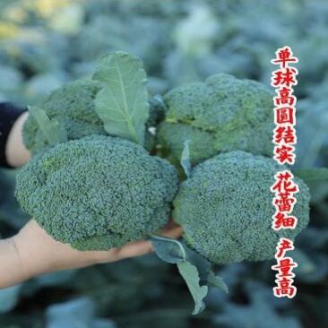 西兰花菜苗青花菜苗炎秀西兰花苗耐抽薹西蓝花苗批发