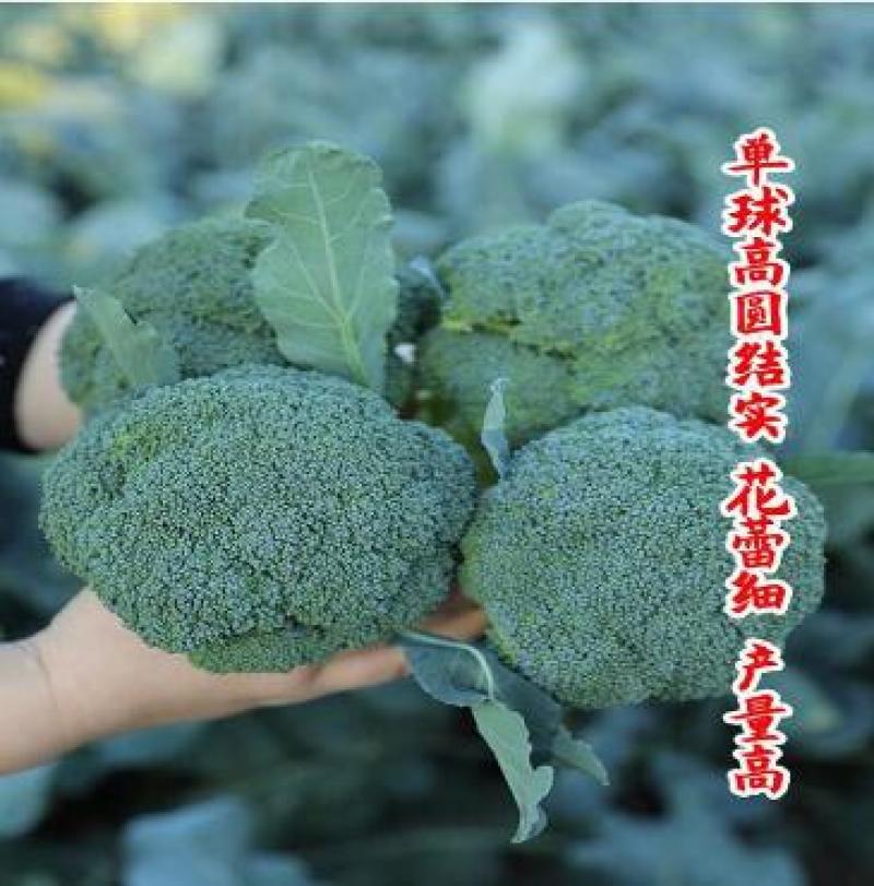 西兰花菜苗青花菜苗炎秀西兰花苗耐抽薹西蓝花苗批发