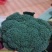 西兰花菜苗青花菜苗炎秀西兰花苗耐抽薹西蓝花苗批发