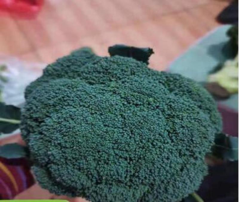 西兰花菜苗青花菜苗炎秀西兰花苗耐抽薹西蓝花苗批发
