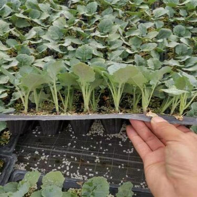 西兰花菜苗青花菜苗炎秀西兰花苗耐抽薹西蓝花苗批发