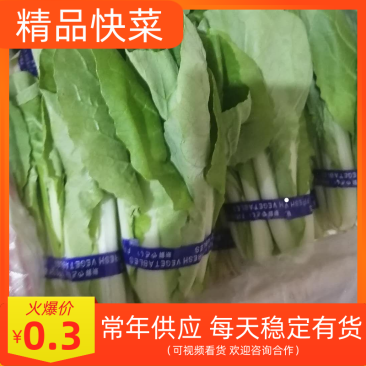 【快菜】高品质快菜25一30公分，大量上市，常年供应