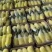 新鲜甜瓜河北博洋9号甜瓜大量上市，可代收，全国发货
