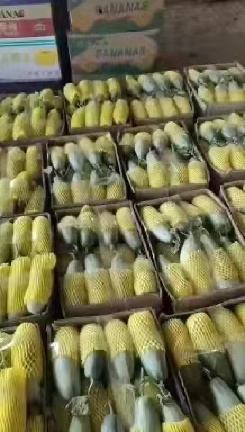 新鲜甜瓜河北博洋9号甜瓜大量上市，可代收，全国发货