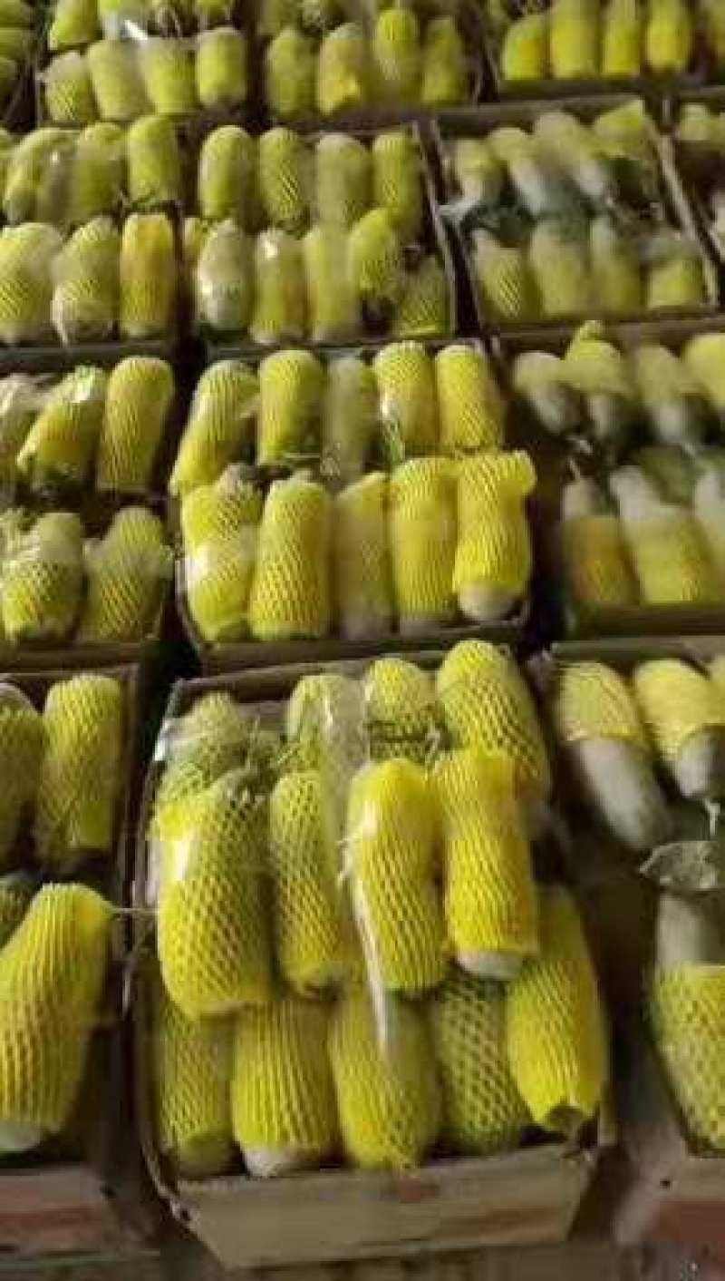 新鲜甜瓜河北博洋9号甜瓜大量上市，可代收，全国发货