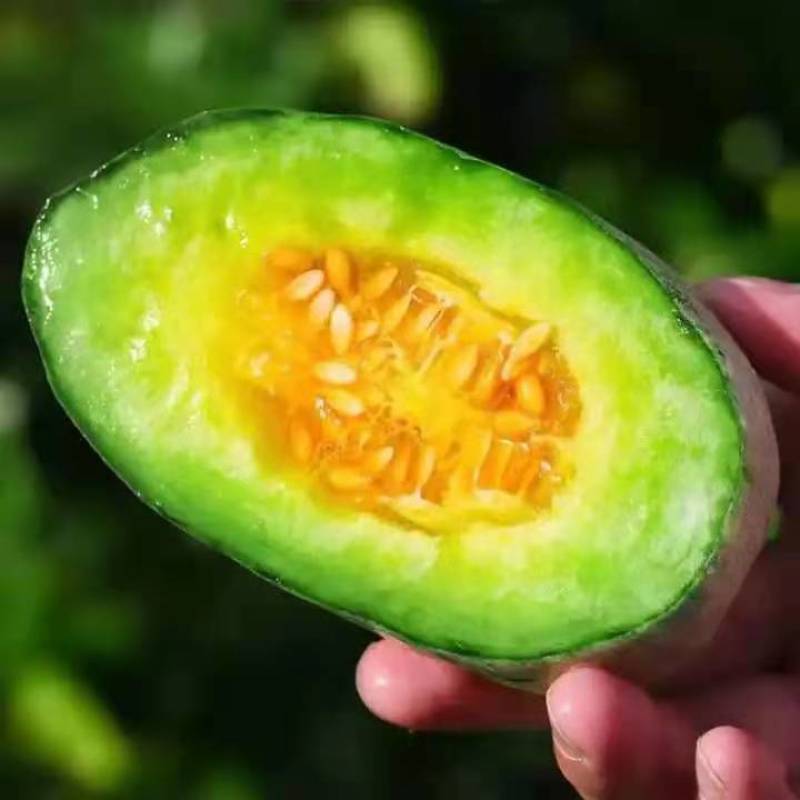 新鲜甜瓜河北博洋9号甜瓜大量上市，可代收，全国发货