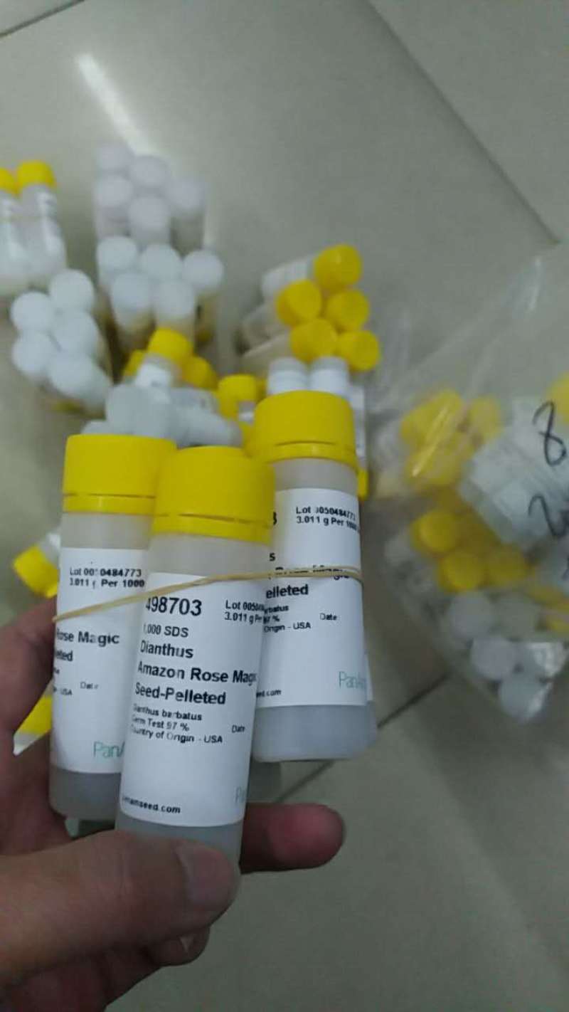 美国进口石竹花种籽子泛美石竹相思梅亚马逊玫瑰魔术切花