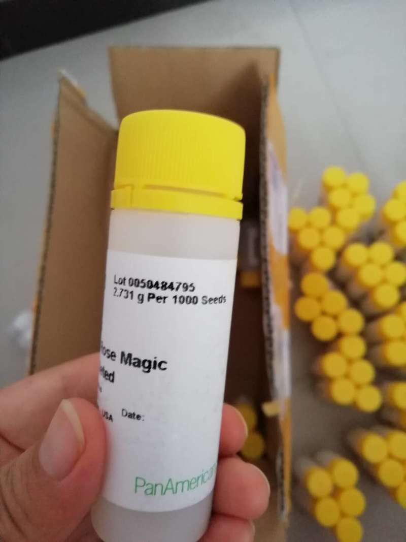 美国进口石竹花种籽子泛美石竹相思梅亚马逊玫瑰魔术切花