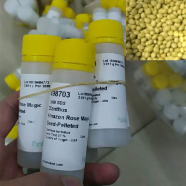 美国进口石竹花种籽子泛美石竹相思梅亚马逊玫瑰魔术切花