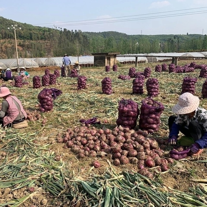 山东洋葱紫皮洋葱八公分以上质量有保证长年有货