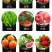 禾绿源哈茨木霉菌保苗护苗改善土壤防病害微生物菌剂