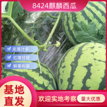 8424西瓜大量上市一手货源量非常大欢迎老板实地考察