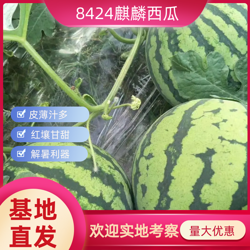 8424西瓜大量上市一手货源量非常大欢迎老板实地考察