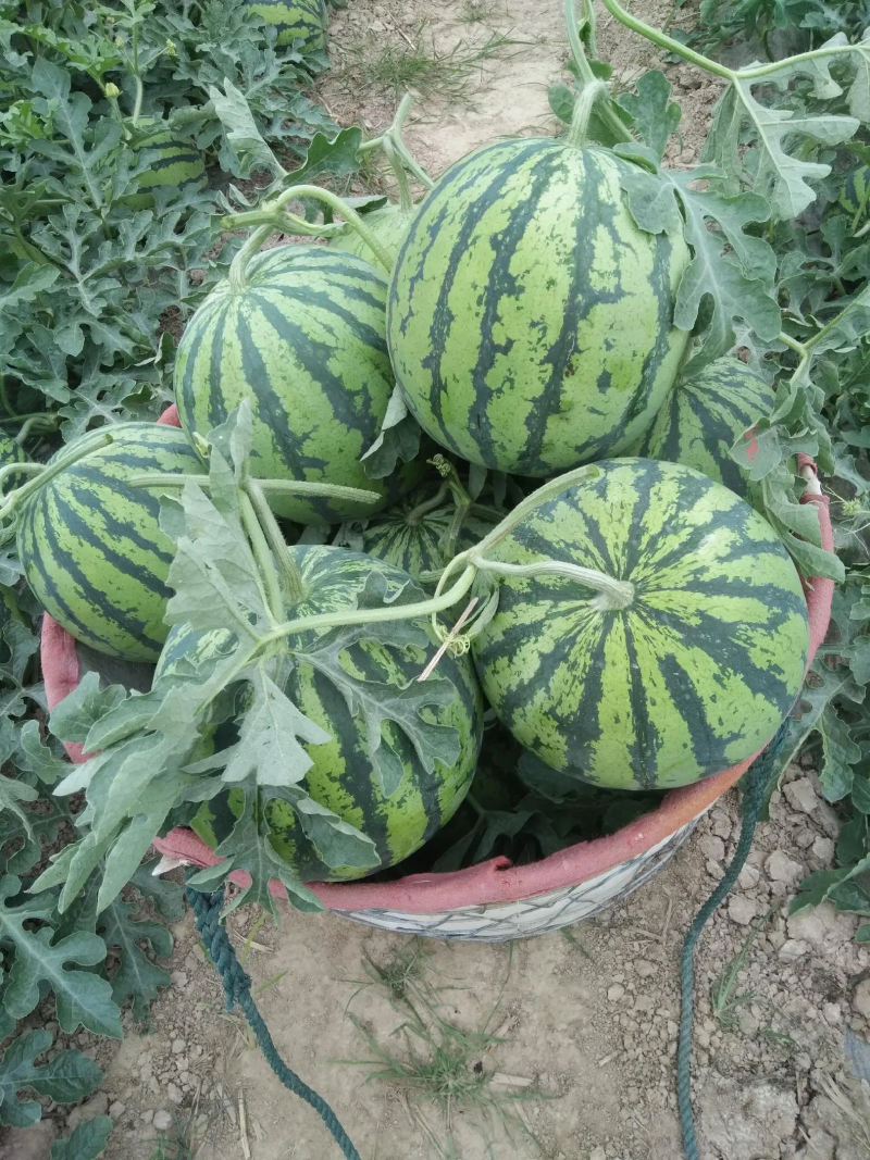 8424西瓜大量上市一手货源量非常大欢迎老板实地考察