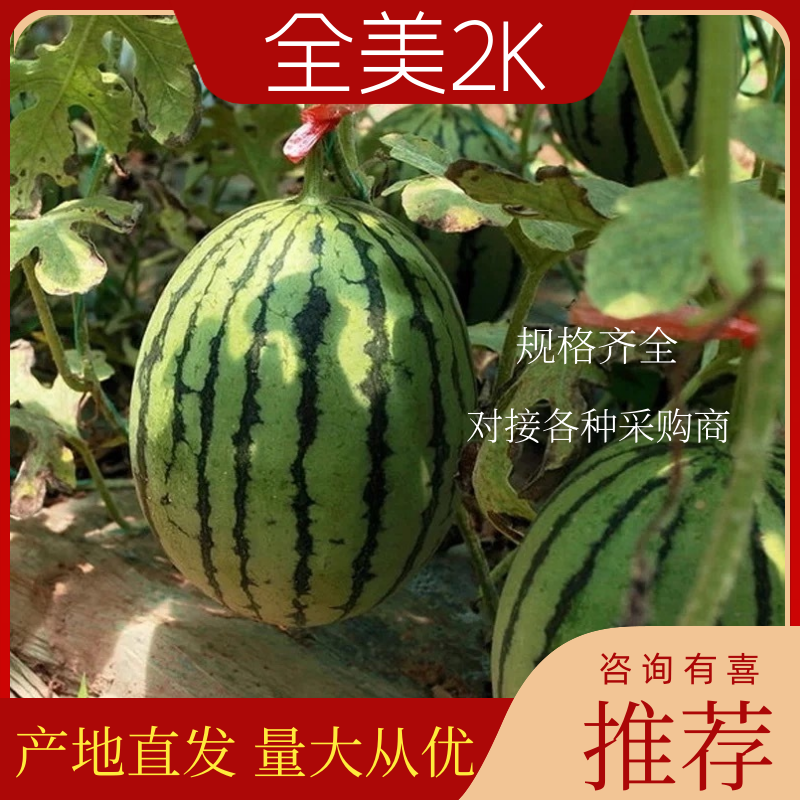 L600兰子全美2K小吊瓜上市手扒皮质量好价格低等您来电