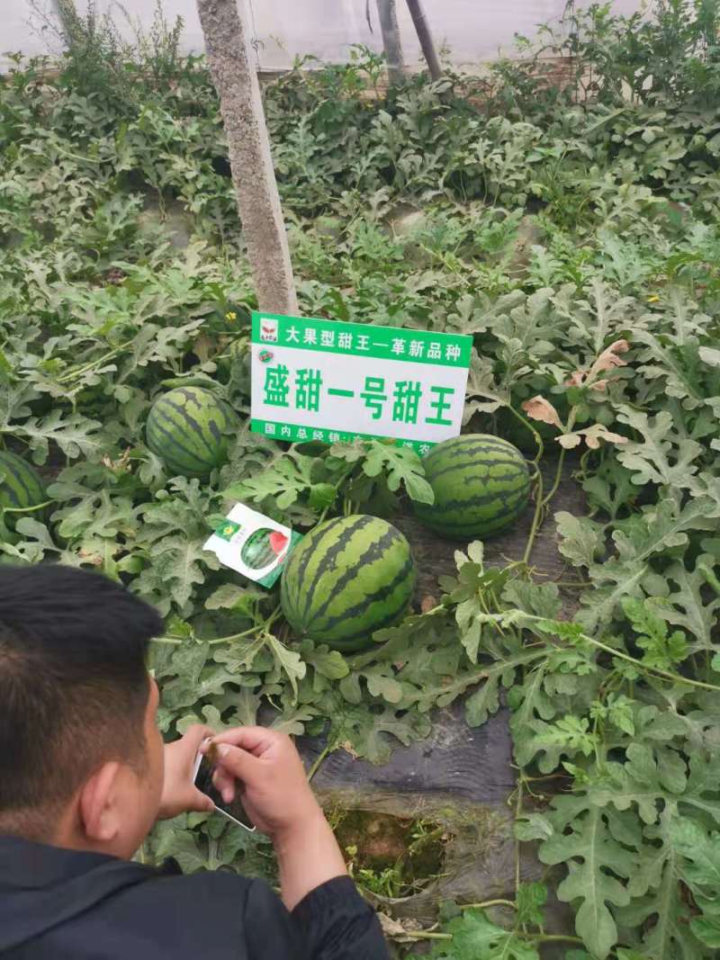 【牛商畅销】甜王西瓜万亩基地一手货源代发全国欢迎合作！