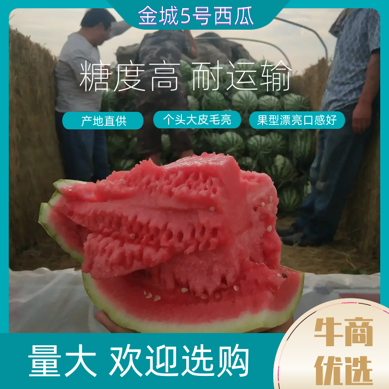陕西金城五号西瓜产地直供个头大皮毛亮果型漂亮口感好