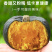 板栗南瓜现摘现发正宗板栗味小南瓜宝宝辅食粉糯甜代收代发