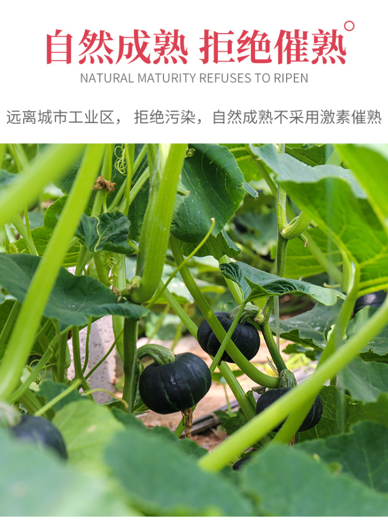 板栗南瓜现摘现发正宗板栗味小南瓜宝宝辅食粉糯甜代收代发