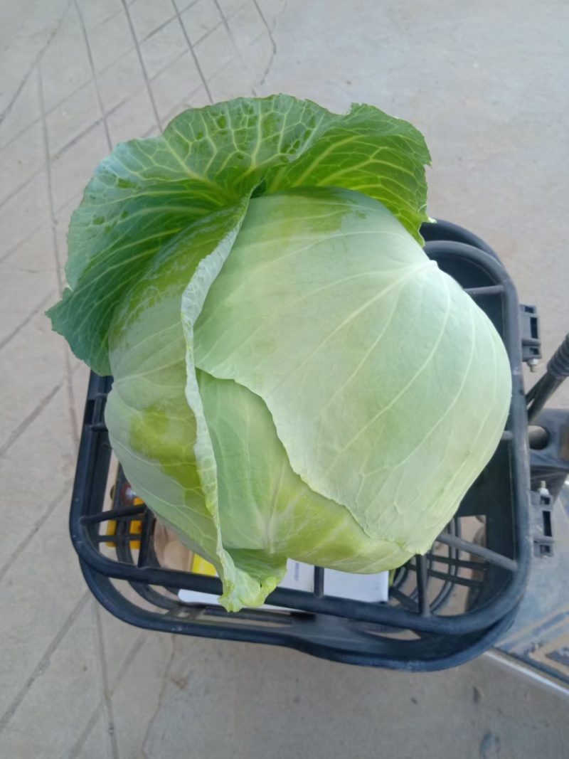 圆包菜甘蓝旺旺京丰奥奇娜铁包斯特丹产地