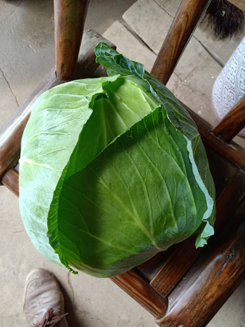 圆包菜甘蓝旺旺京丰奥奇娜铁包斯特丹产地