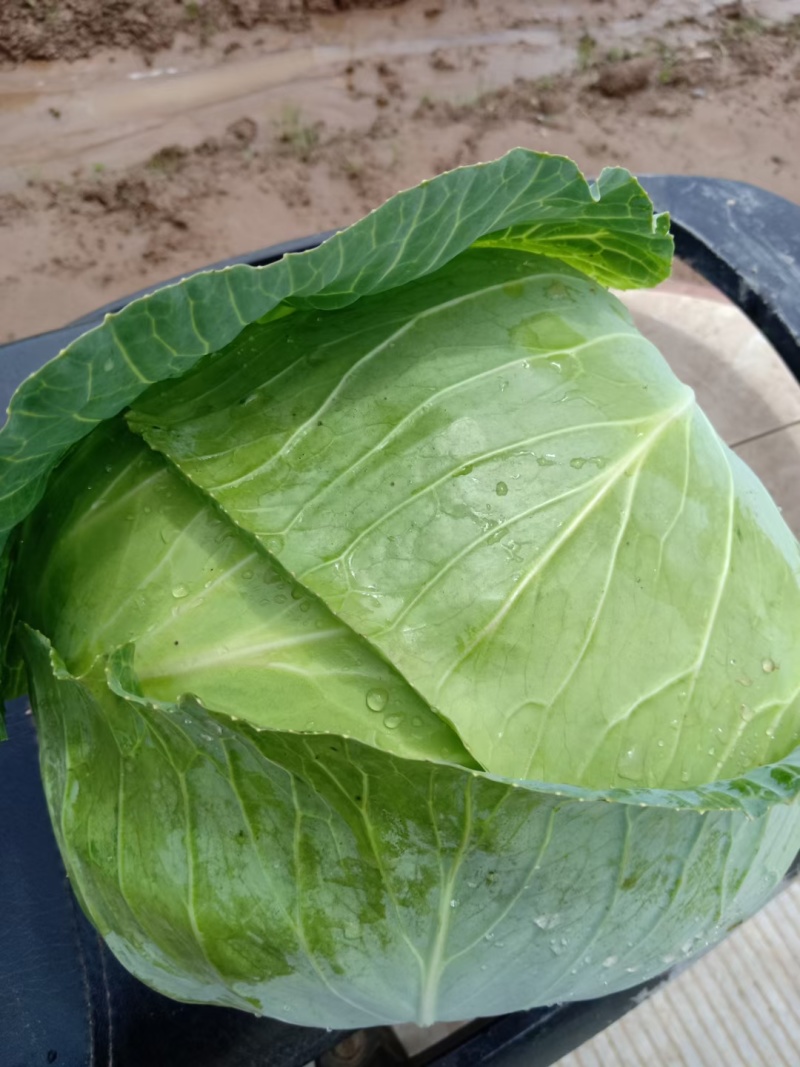 圆包菜甘蓝旺旺京丰奥奇娜铁包斯特丹产地