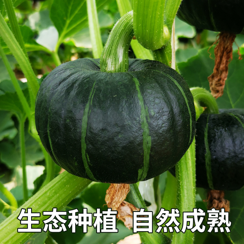 板栗南瓜现摘现发包邮新鲜栗子老南瓜粉糯甜沙漠板栗味